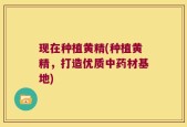 现在种植黄精(种植黄精，打造优质中药材基地)