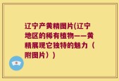 辽宁产黄精图片(辽宁地区的稀有植物——黄精展现它独特的魅力（附图片）)