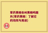 草药黄精也叫黄精吗图片(草药黄精：了解它的功效与用途)