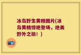 冰岛野生黄精图片(冰岛黄精惊艳登场，绝美野外之旅！)