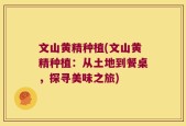 文山黄精种植(文山黄精种植：从土地到餐桌，探寻美味之旅)