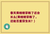 春天黄精嫩芽断了还会长么(黄精嫩芽断了，还能否重获生长？)