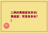 二两的黄精苗有多长(黄精苗：究竟有多长？)