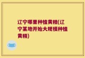辽宁哪里种植黄精(辽宁某地开始大规模种植黄精)