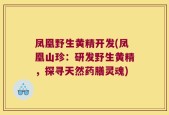 凤凰野生黄精开发(凤凰山珍：研发野生黄精，探寻天然药膳灵魂)