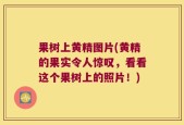 果树上黄精图片(黄精的果实令人惊叹，看看这个果树上的照片！)