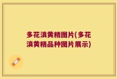 多花滇黄精图片(多花滇黄精品种图片展示)