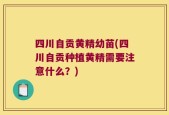 四川自贡黄精幼苗(四川自贡种植黄精需要注意什么？)