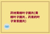 药材黄精叶子图片(黄精叶子图片，药用的叶子背景图片)