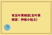 有五叶黄精苗(五叶黄精苗：种植小贴士)