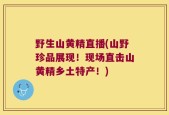 野生山黄精直播(山野珍品展现！现场直击山黄精乡土特产！)
