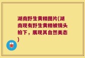 湖南野生黄精图片(湖南现有野生黄精被镜头拍下，展现其自然美态)