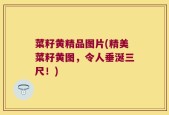 菜籽黄精品图片(精美菜籽黄图，令人垂涎三尺！)