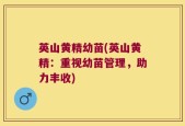 英山黄精幼苗(英山黄精：重视幼苗管理，助力丰收)