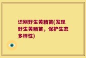 识别野生黄精苗(发现野生黄精苗，保护生态多样性)