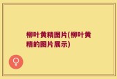 柳叶黄精图片(柳叶黄精的图片展示)