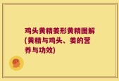 鸡头黄精姜形黄精图解(黄精与鸡头、姜的营养与功效)