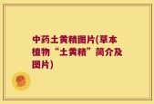 中药土黄精图片(草本植物“土黄精”简介及图片)