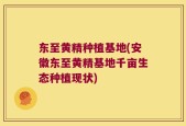 东至黄精种植基地(安徽东至黄精基地千亩生态种植现状)