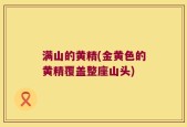 满山的黄精(金黄色的黄精覆盖整座山头)