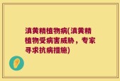 滇黄精植物病(滇黄精植物受病害威胁，专家寻求抗病措施)