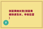 倒苗黄精长势(倒苗黄精快速生长，丰收在望)