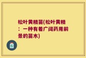 松叶黄精苗(松叶黄精：一种有着广阔药用前景的苗木)
