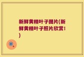 新鲜黄精叶子图片(新鲜黄精叶子照片欣赏！)