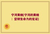 宁河黄精(宁河的黄精：坚韧生命力的见证)