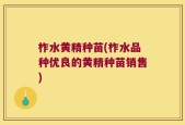 柞水黄精种苗(柞水品种优良的黄精种苗销售)