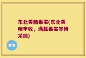 东北黄精果实(东北黄精丰收，满载果实等待采摘)