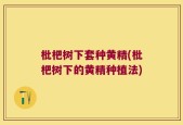 枇杷树下套种黄精(枇杷树下的黄精种植法)