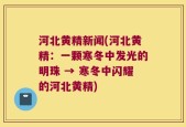 河北黄精新闻(河北黄精：一颗寒冬中发光的明珠 → 寒冬中闪耀的河北黄精)