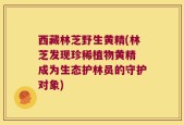 西藏林芝野生黄精(林芝发现珍稀植物黄精 成为生态护林员的守护对象)