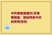 中药黄精苗图片(药用黄精苗：探秘传统中药的神奇功效)