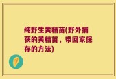 纯野生黄精苗(野外捕获的黄精苗，带回家保存的方法)