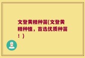 文登黄精种苗(文登黄精种植，首选优质种苗！)