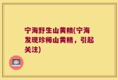 宁海野生山黄精(宁海发现珍稀山黄精，引起关注)