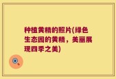 种植黄精的照片(绿色生态园的黄精，美丽展现四季之美)