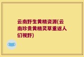 云南野生黄精资源(云南珍贵黄精灵草重返人们视野)
