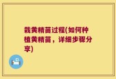栽黄精苗过程(如何种植黄精苗，详细步骤分享)