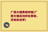 广西大棚黄精种植(广西大棚成功种出黄精，迎来收成季)