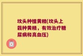 坟头种植黄精(坟头上栽种黄精，有效治疗糖尿病和高血压)