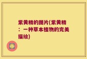 紫黄精的图片(紫黄精：一种草本植物的完美描绘)
