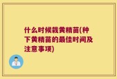 什么时候栽黄精苗(种下黄精苗的最佳时间及注意事项)
