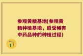 参观黄精基地(参观黄精种植基地，感受稀有中药品种的种植过程)