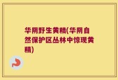 华阴野生黄精(华阴自然保护区丛林中惊现黄精)