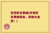 天然野生黄精(珍贵野生黄精现身，惊艳大自然！)