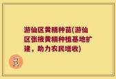 游仙区黄精种苗(游仙区张掖黄精种植基地扩建，助力农民增收)