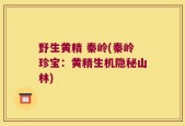 野生黄精 秦岭(秦岭珍宝：黄精生机隐秘山林)